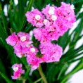 /album/limonium/limonium-rosado-2-jpg/